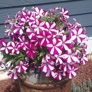 Meet your Posher, Gwen